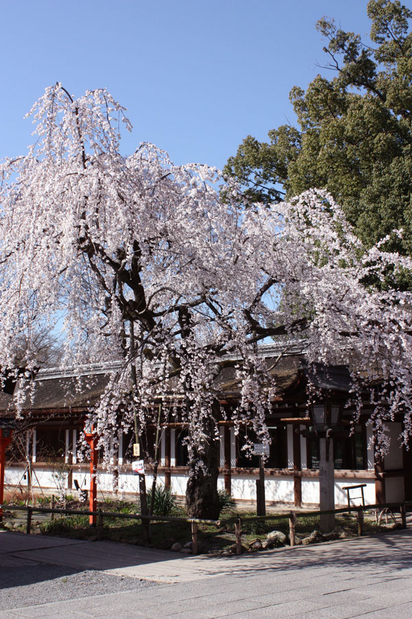 日本各地の桜だより 桜だより21 日比谷花壇 日本各地の桜だより 桜だより21 日比谷花壇