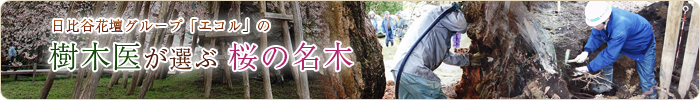 樹木医が選ぶ桜の名木