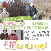 花さんぽ北日本
