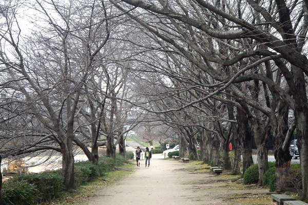 旭川さくら道の桜