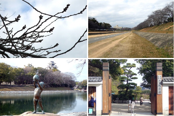 旭川さくら道の桜