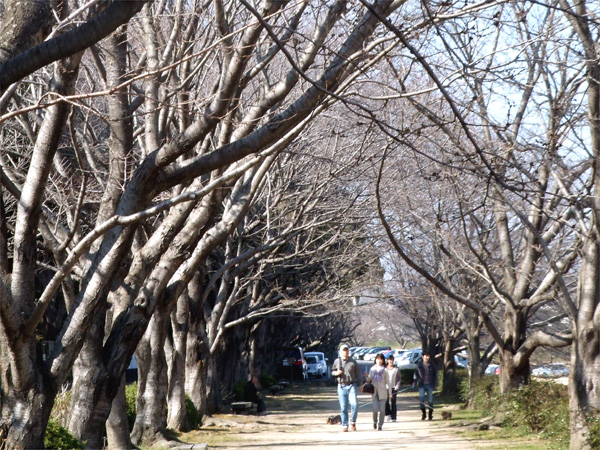 旭川さくら道の桜