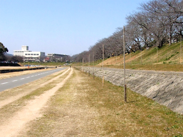 旭川さくら道の桜