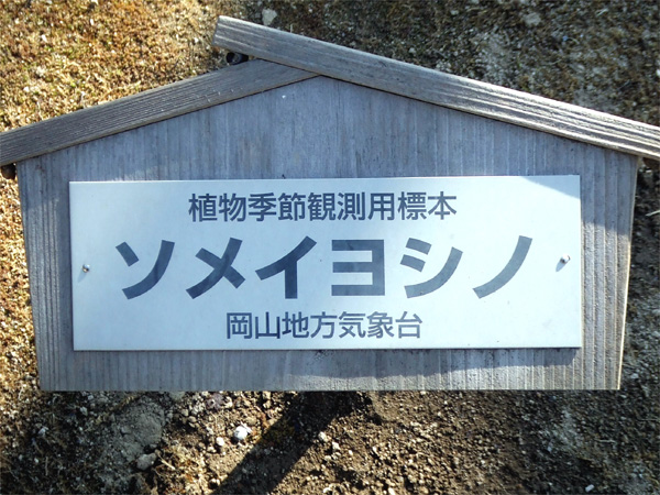 旭川さくら道の桜