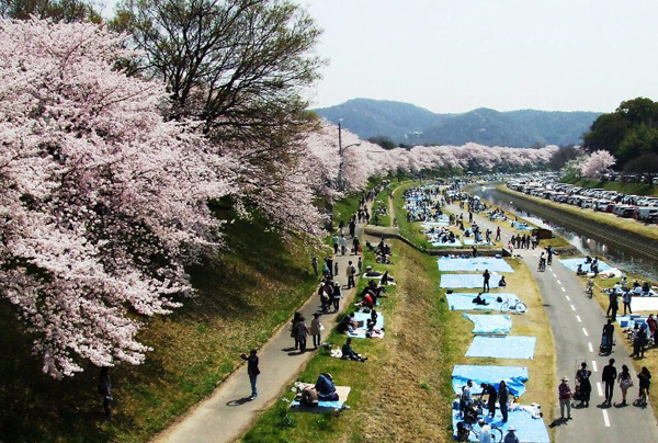旭川さくら道の桜
