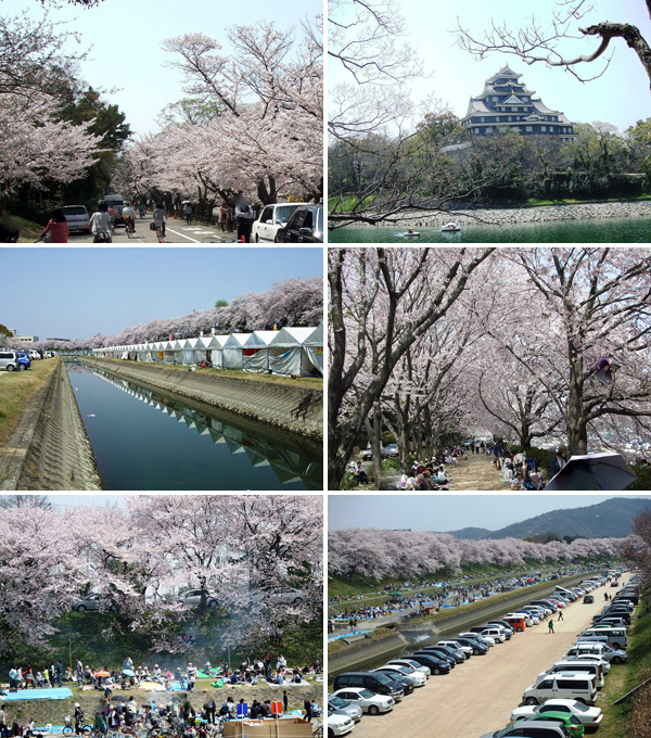 旭川さくら道の桜