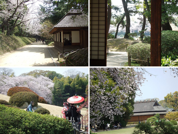 旭川さくら道の桜