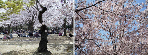 旭川さくら道の桜