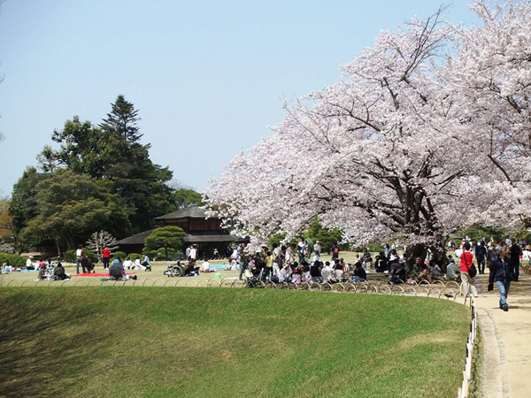 旭川さくら道の桜
