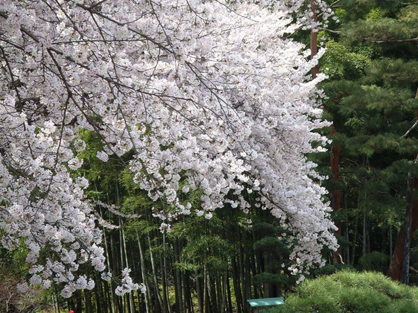 旭川さくら道の桜