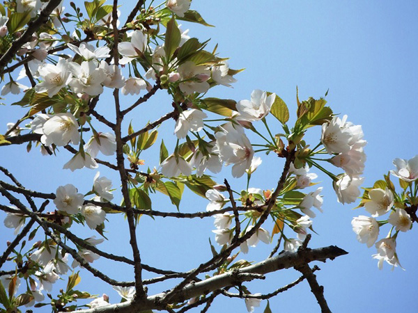 旭川さくら道の桜