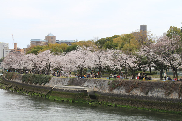 広島平和記念公園の桜