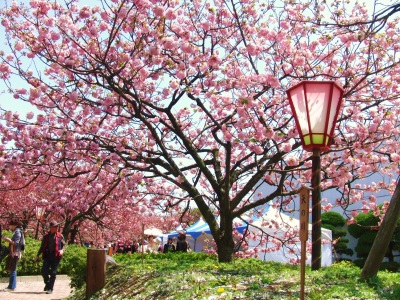 広島県の五日市の造幣局の桜