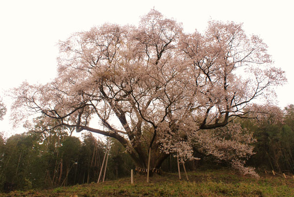 岡山県大山桜