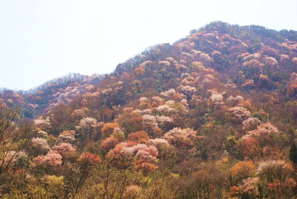桜