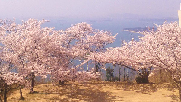 桜