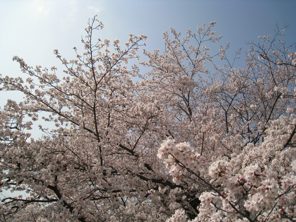 比治山の桜