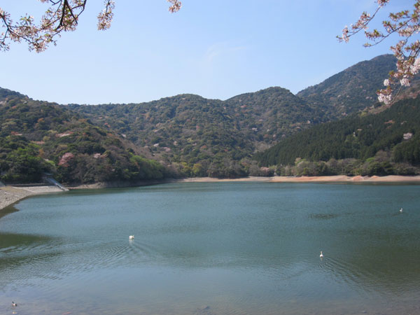 深坂の桜