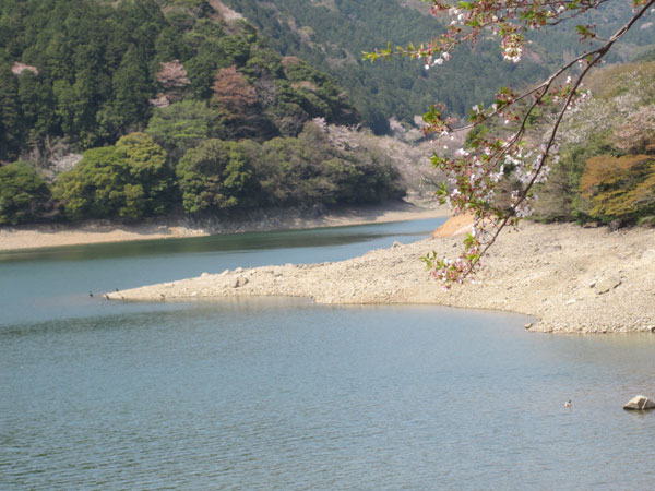 深坂の桜