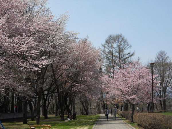 芽室公園の桜