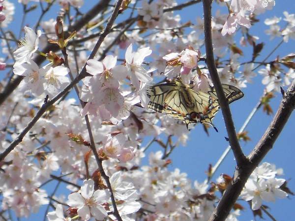 芽室公園の桜
