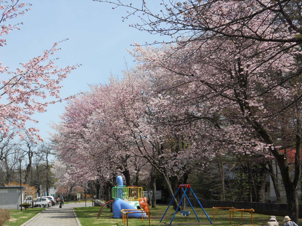 芽室公園の桜