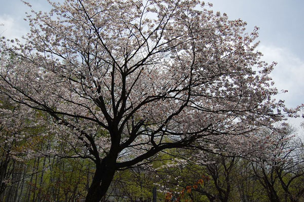 小樽公園の桜