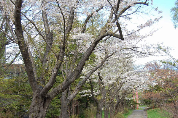 小樽公園の桜
