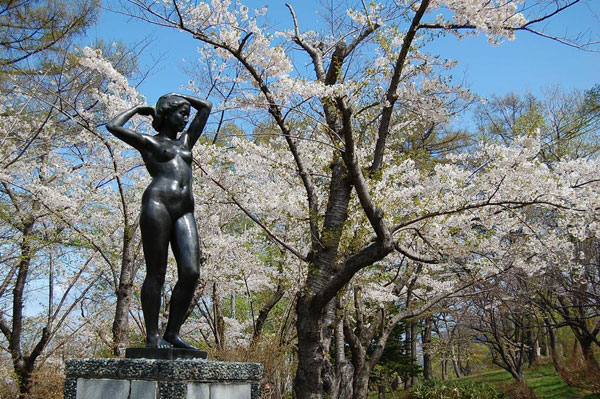 小樽公園の桜