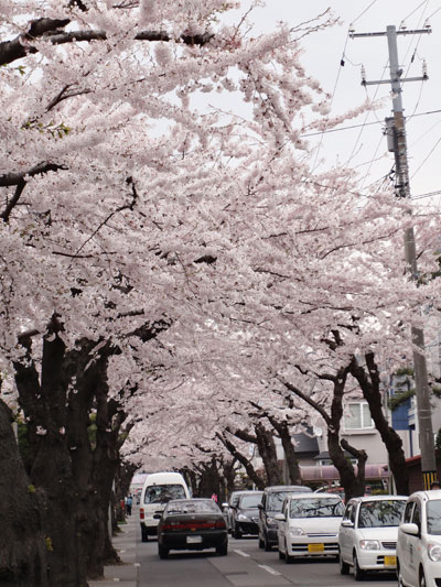 五稜郭近くの桜