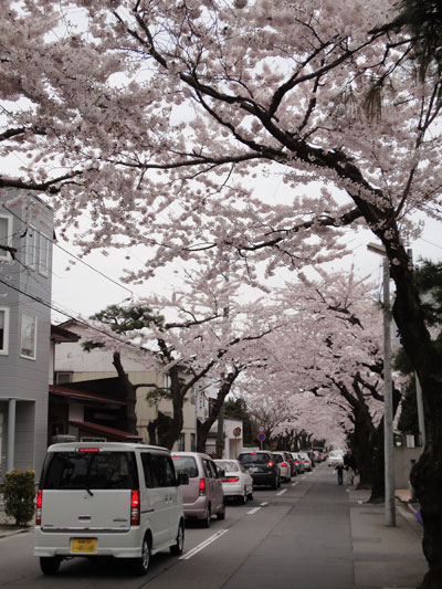 五稜郭近くの桜