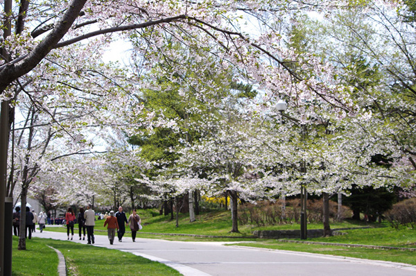 中島公園の桜