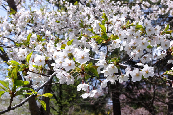 中島公園の桜