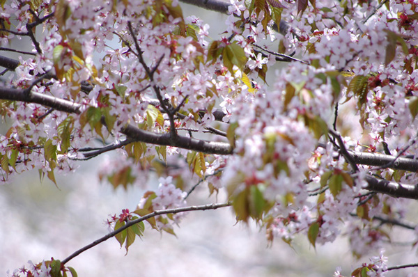 中島公園の桜