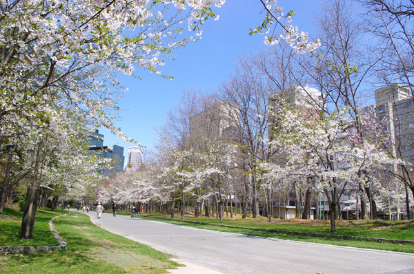 中島公園の桜