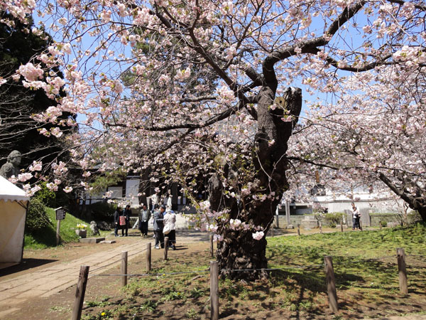 松前桜三大名木「血脈桜」