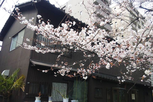 京都市内の高瀬川沿いの桜