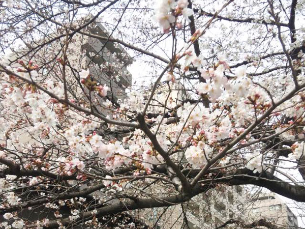 京都市内の高瀬川沿いの桜