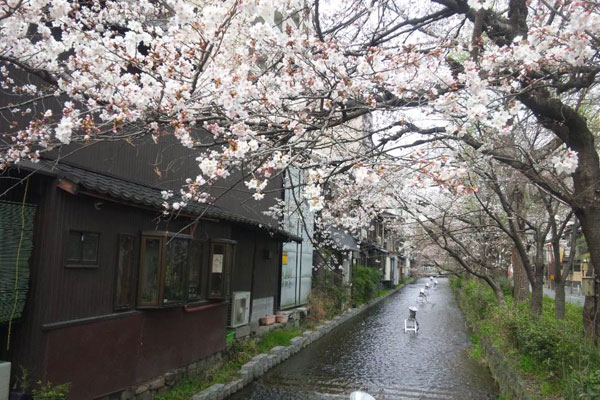 京都市内の高瀬川沿いの桜