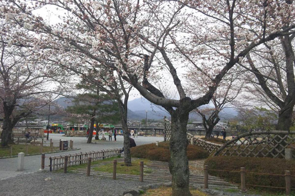 京都市内の高瀬川沿いの桜