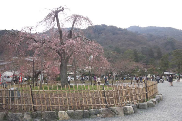 京都市内の高瀬川沿いの桜
