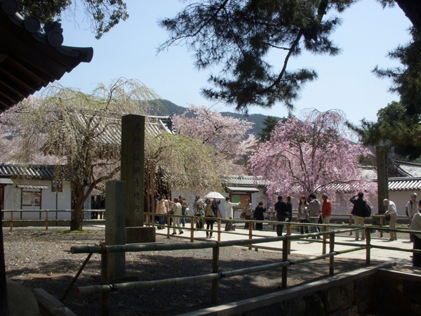 京都醍醐寺の桜
