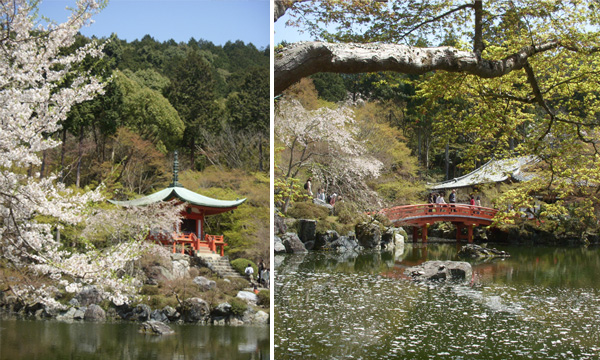 京都醍醐寺の桜