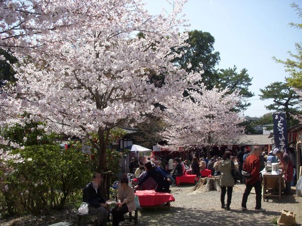 京都醍醐寺の桜