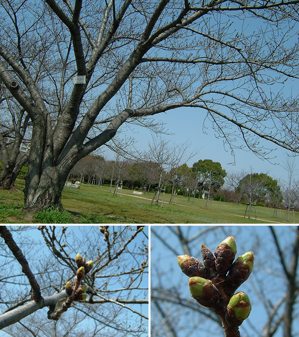 岸和田市中央公園のソメイヨシノ