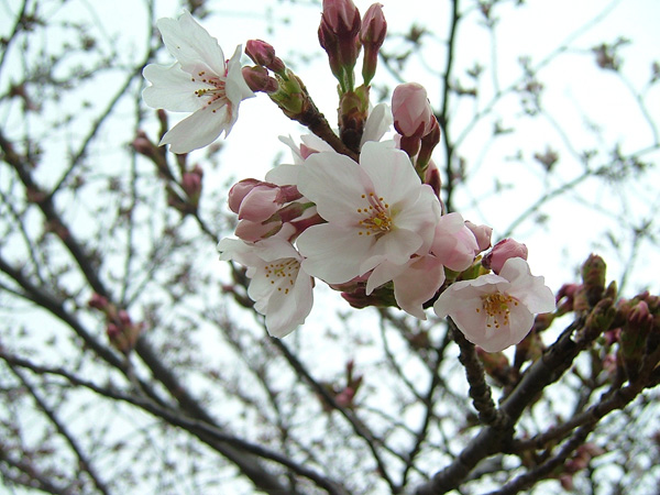 岸和田市中央公園