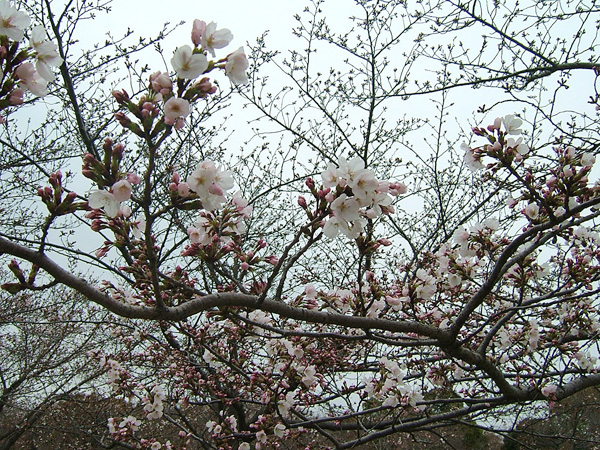 岸和田市中央公園
