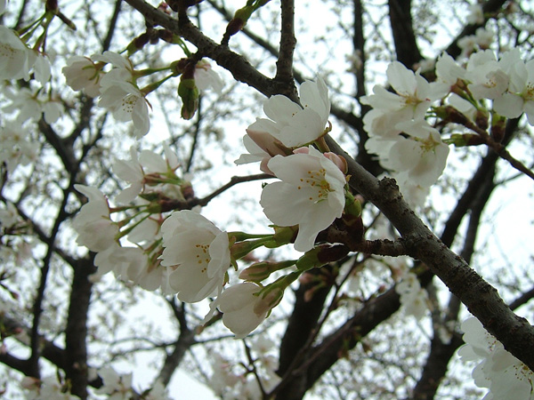 岸和田市中央公園
