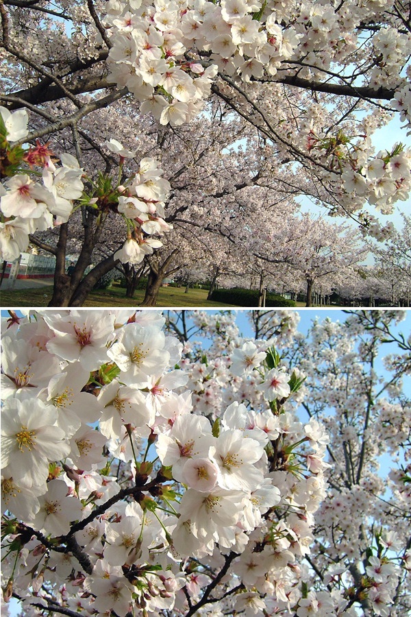 岸和田公園