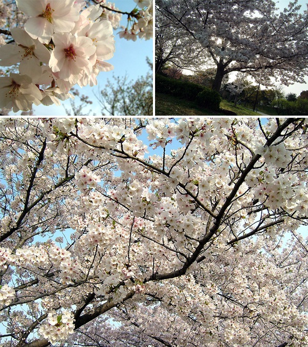 岸和田公園
